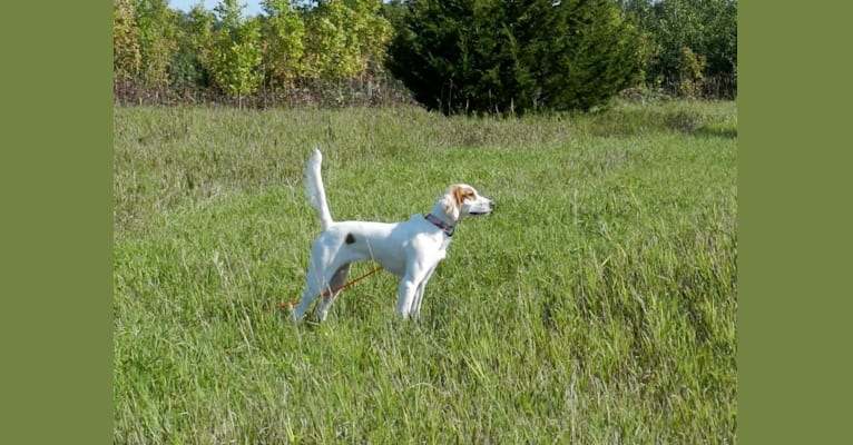 Reese, an English Setter tested with EmbarkVet.com