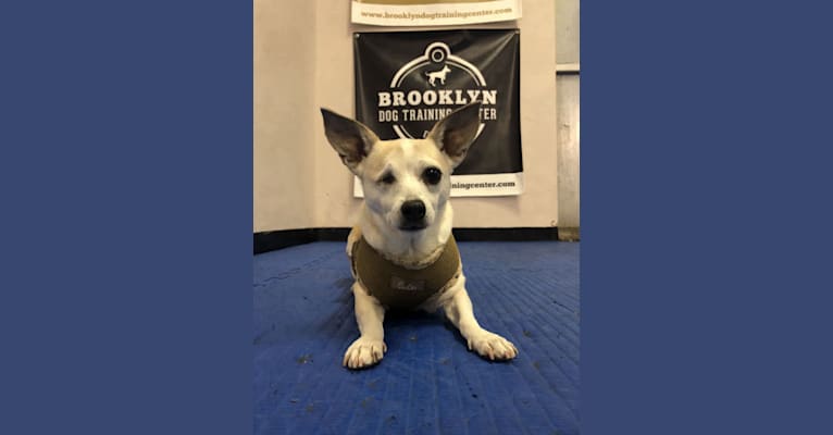 Beans, a Chihuahua and Russell-type Terrier mix tested with EmbarkVet.com