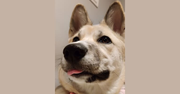 Zima, a Siberian Husky and German Shepherd Dog mix tested with EmbarkVet.com