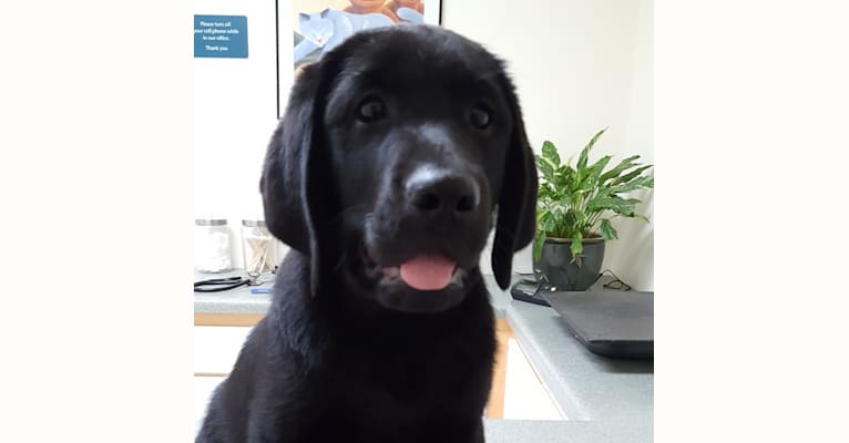 Alec, a Labrador Retriever tested with EmbarkVet.com