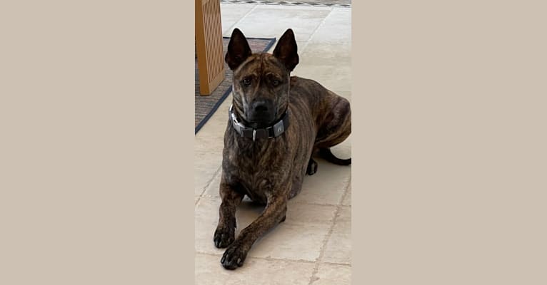 Tai, a Phu Quoc Ridgeback tested with EmbarkVet.com