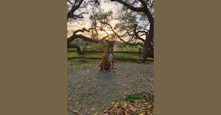 Takumi, an American Pit Bull Terrier and German Shepherd Dog mix tested with EmbarkVet.com