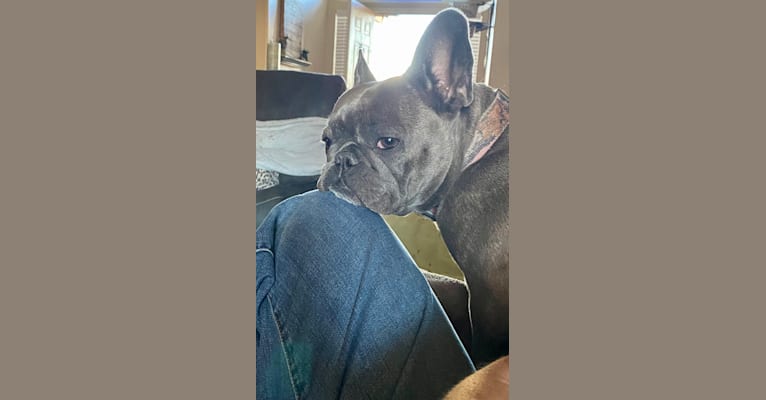 Graycie Mae, a French Bulldog tested with EmbarkVet.com
