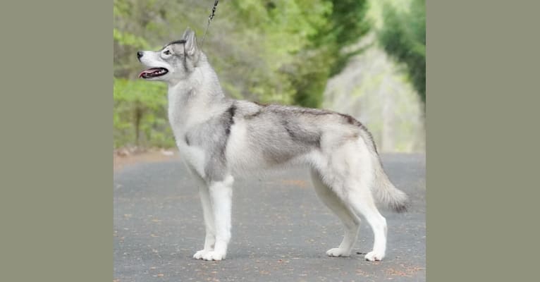 Yenn, a Siberian Husky tested with EmbarkVet.com