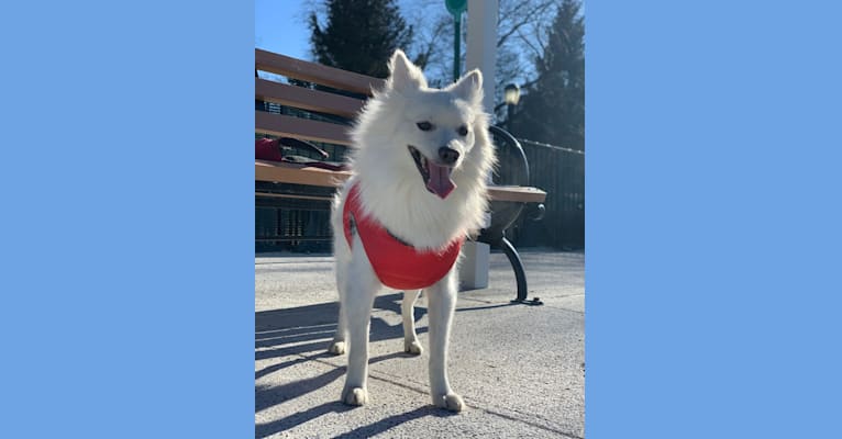 Charlie, an American Eskimo Dog tested with EmbarkVet.com