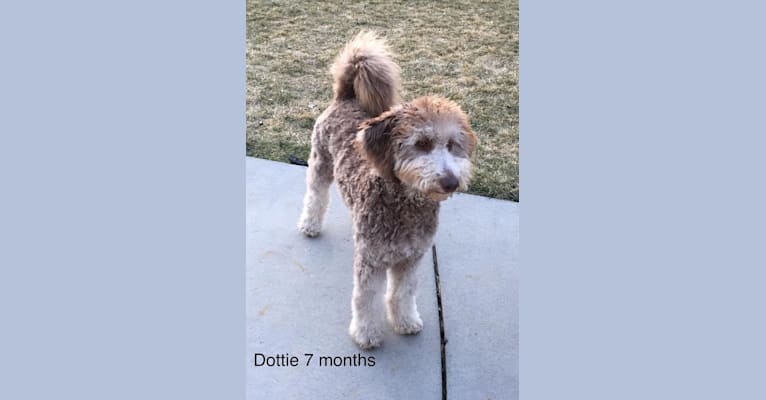 Dottie, a Goldendoodle tested with EmbarkVet.com