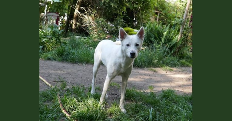 Photo of Suri, a Canaan Dog  in Alvesta, Schweden