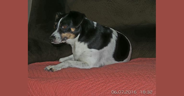Photo of Lucy Lou, a Russell-type Terrier, Miniature Pinscher, Rottweiler, and Mixed mix in London, KY, USA