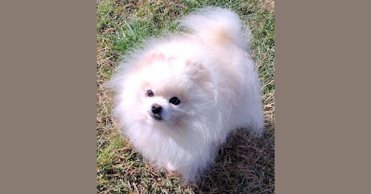 Avalanche, a Pomeranian tested with EmbarkVet.com