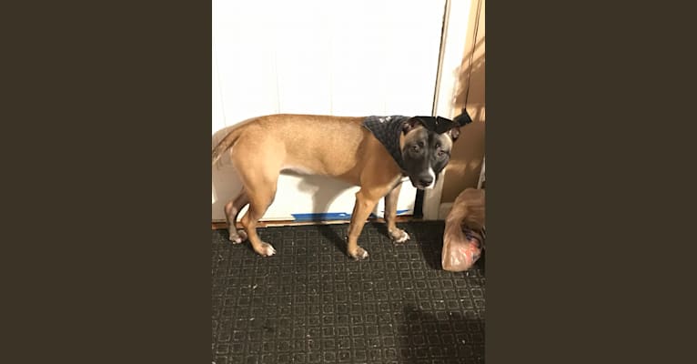 Zira, an American Pit Bull Terrier and German Shepherd Dog mix tested with EmbarkVet.com