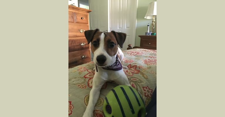 Photo of Scoot, a Russell-type Terrier  in Bartow, FL, USA