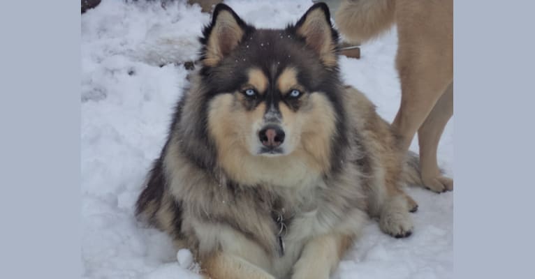 Wolf, a Siberian Husky and Alaskan Malamute mix tested with EmbarkVet.com