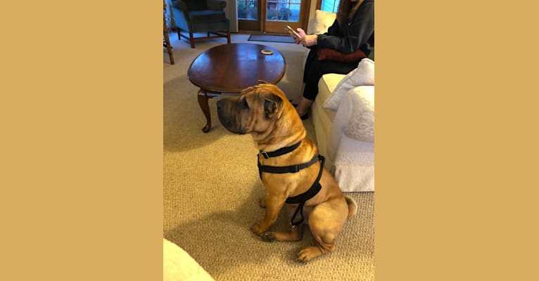 Buster Brown, a Chinese Shar-Pei tested with EmbarkVet.com