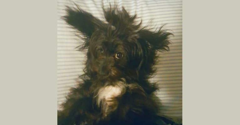 Photo of Athena, a Chihuahua, Dachshund, Shih Tzu, and Mixed mix in Weslaco, TX, USA