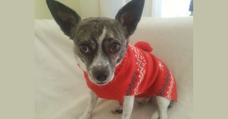 Jackie, a Chihuahua and Shih Tzu mix tested with EmbarkVet.com
