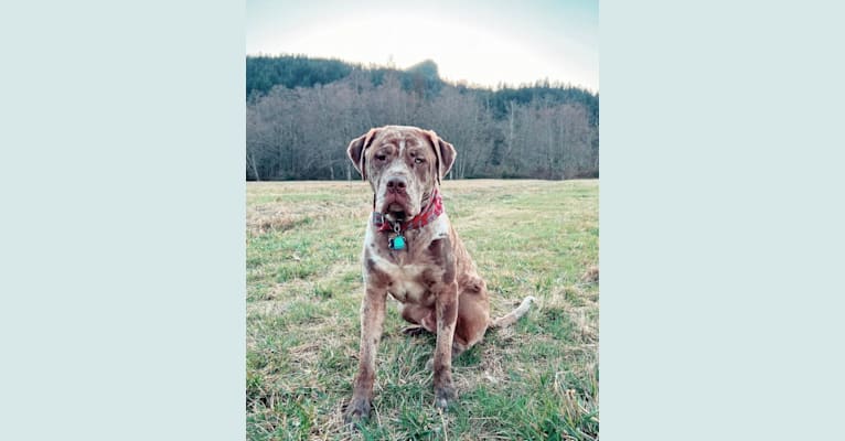 DEXTER, a Dogue de Bordeaux and American Pit Bull Terrier mix tested with EmbarkVet.com