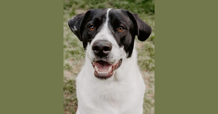 Theodore Ellington, an American Pit Bull Terrier and Siberian Husky mix tested with EmbarkVet.com