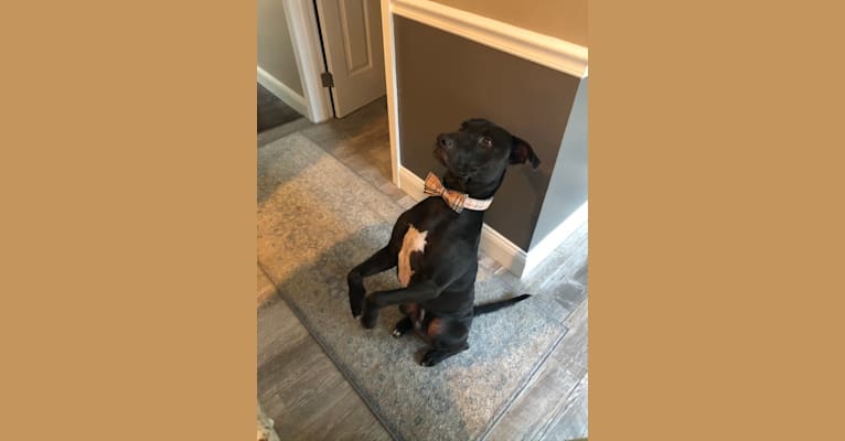 Ollie, an American Pit Bull Terrier tested with EmbarkVet.com