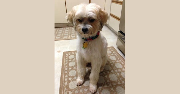 Buster, a Lhasa Apso and Maltese mix tested with EmbarkVet.com