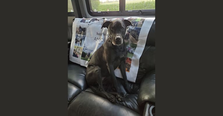 Photo of Dozer, an American Pit Bull Terrier, Labrador Retriever, and Rottweiler mix in Texas, USA