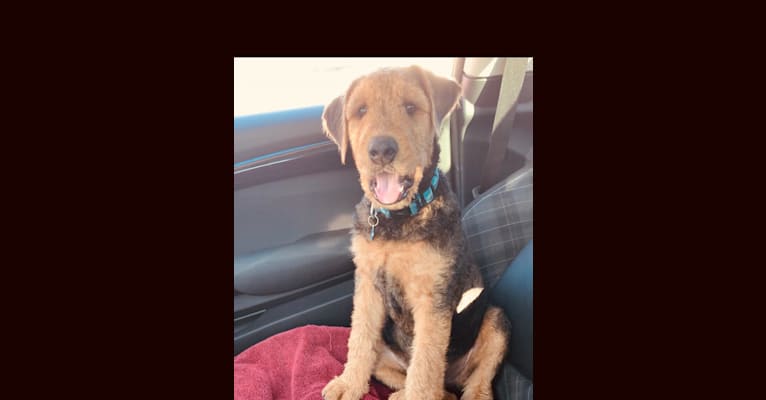 Photo of Dante, an Airedale Terrier  in Stark City, Missouri, USA