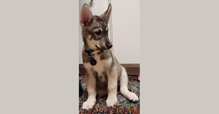 KAI, a Siberian Husky and Alaskan Malamute mix tested with EmbarkVet.com