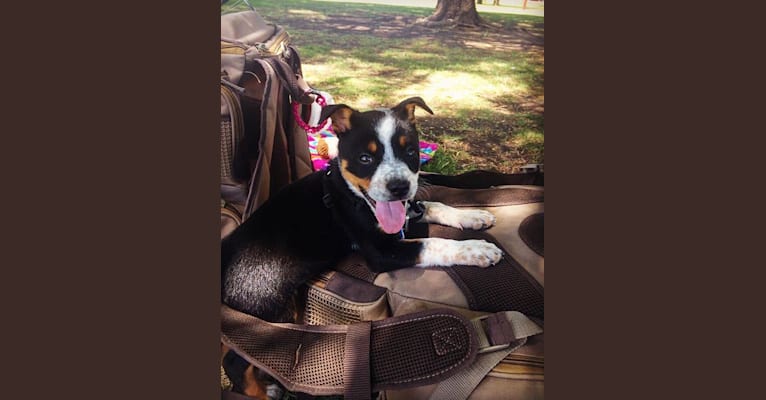 Photo of Bailey June, an American Pit Bull Terrier, Australian Cattle Dog, Border Collie, and American Staffordshire Terrier mix in Lubbock, Texas, USA