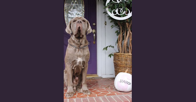 Photo of Apollo, a Neapolitan Mastiff  in Florence, South Carolina, USA