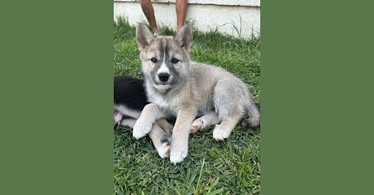 Zima, a Siberian Husky and German Shepherd Dog mix tested with EmbarkVet.com
