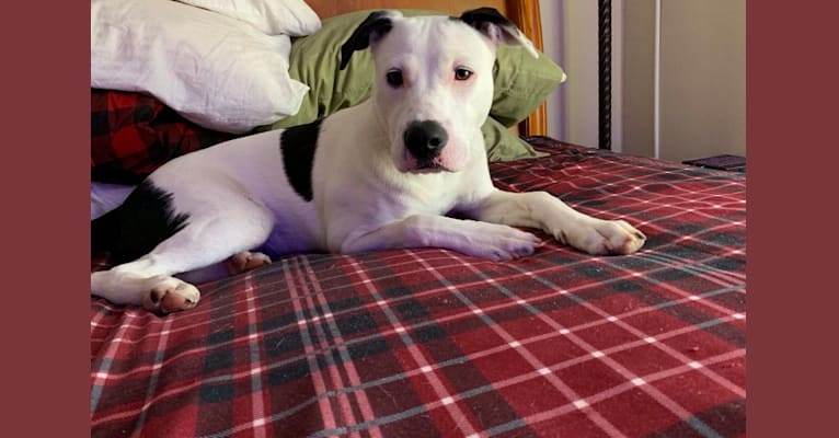 Photo of Kai, an American Pit Bull Terrier, American Staffordshire Terrier, and Labrador Retriever mix in Tennessee, USA