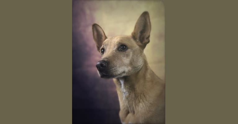 Photo of Kiara, a German Shepherd Dog, American Pit Bull Terrier, Rottweiler, Cocker Spaniel, Boxer, and Collie mix in Savannah, Georgia, USA