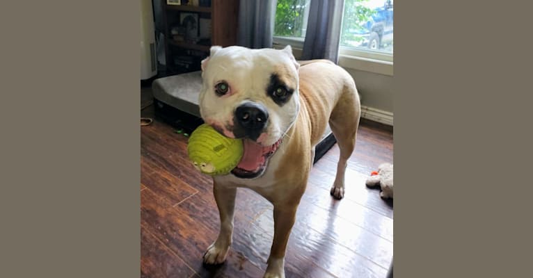 Piper, an American Bulldog tested with EmbarkVet.com