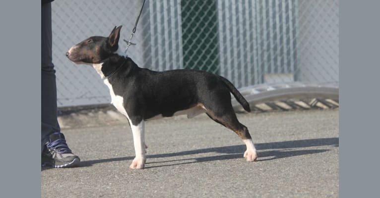 Bacon, a Miniature Bull Terrier tested with EmbarkVet.com