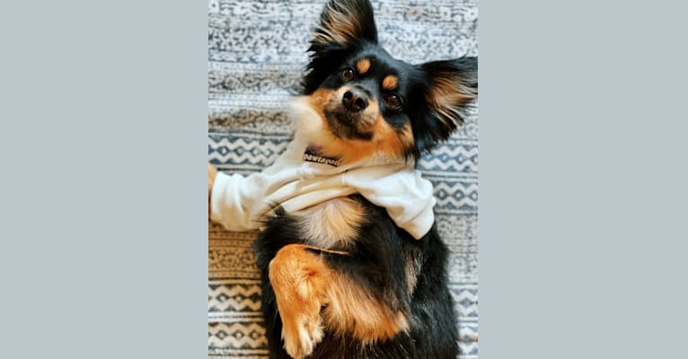 Tobi, a Pomeranian and Chihuahua mix tested with EmbarkVet.com