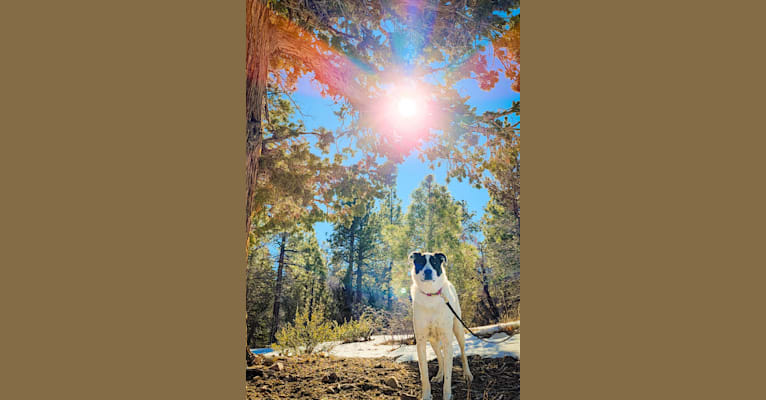 Photo of Oliver, a Great Pyrenees, Anatolian Shepherd Dog, Border Collie, and German Shepherd Dog mix in California, USA