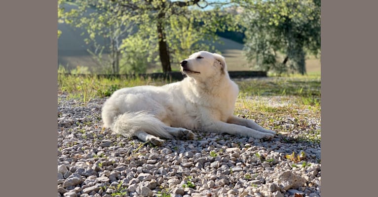 Photo of Abigail, an Eastern European Village Dog  in Roma, Lazio, Italia