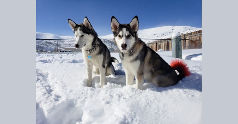 Kenai, a Siberian Husky and Alaskan Malamute mix tested with EmbarkVet.com