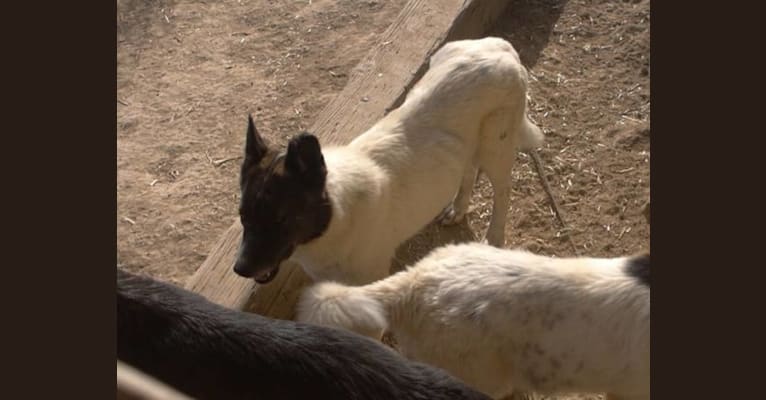 Photo of Shiloh, a German Shepherd Dog, Akita, Akita Inu, and Cocker Spaniel mix in Strasburg, Colorado, USA