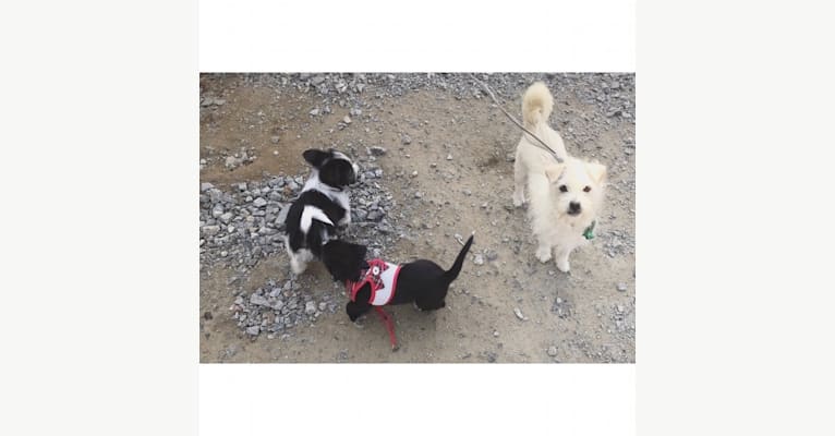 maru, a Japanese or Korean Village Dog tested with EmbarkVet.com