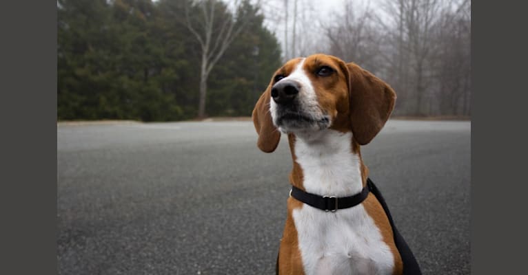 Photo of Suki, an American Foxhound  in Charlottesville, Virginia, USA