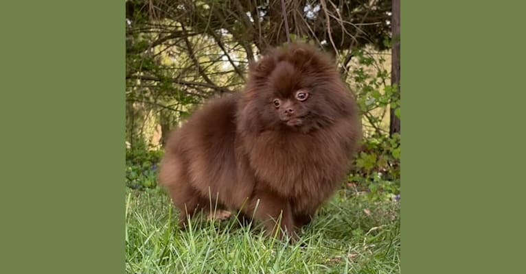 Penny, a Pomeranian tested with EmbarkVet.com