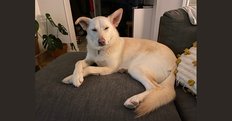Honey, a German Shepherd Dog and Siberian Husky mix tested with EmbarkVet.com