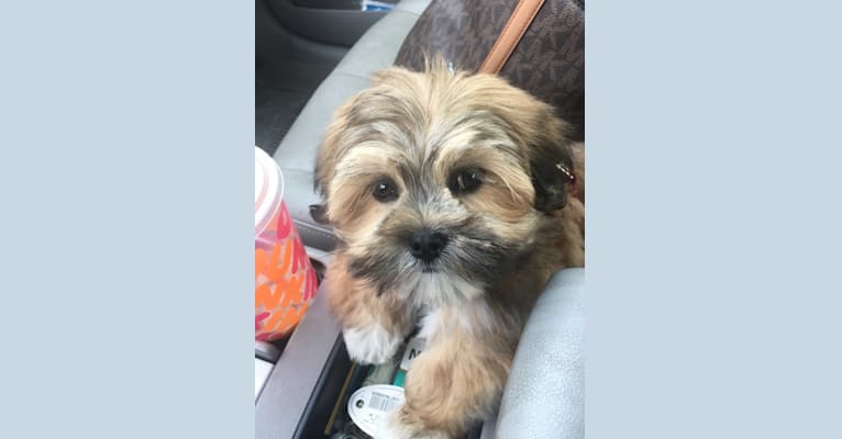Little Guy ❤️, a Lhasa Apso tested with EmbarkVet.com
