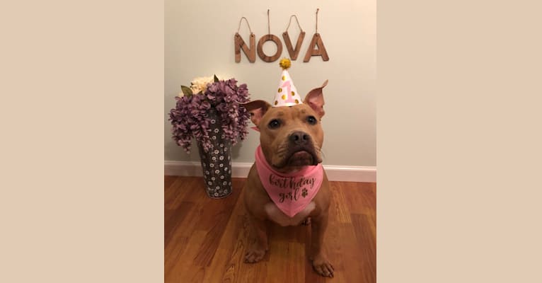 Nova, an American Bully tested with EmbarkVet.com