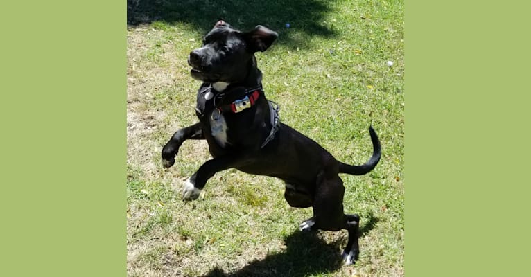 Captain, an American Bully and Cocker Spaniel mix tested with EmbarkVet.com