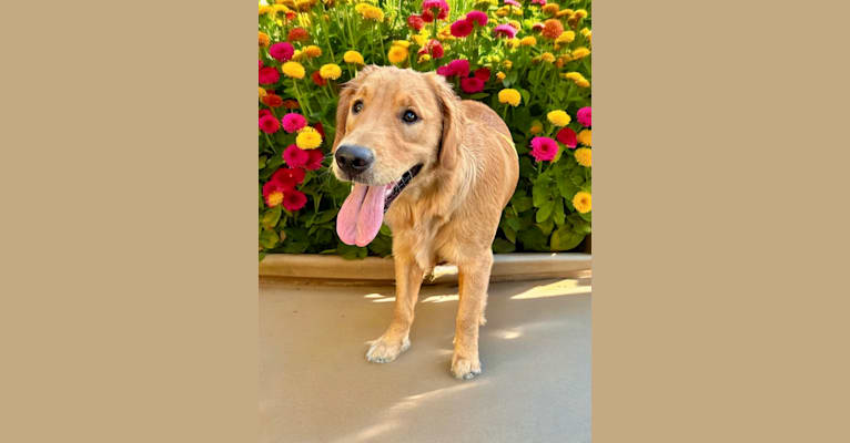 Angel Baby, a Golden Retriever tested with EmbarkVet.com