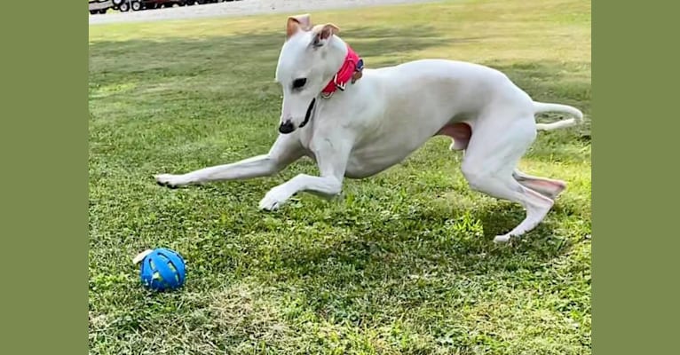 Photo of Zoom, a Whippet  in Homewood, Alabama, USA