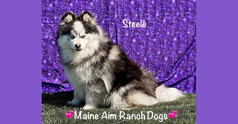 Photo of Steele, a Siberian Husky, Pomeranian, and American Eskimo Dog mix in Allerton, Iowa, USA