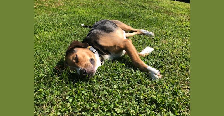 Dempsey, a Great Pyrenees and American Pit Bull Terrier mix tested with EmbarkVet.com