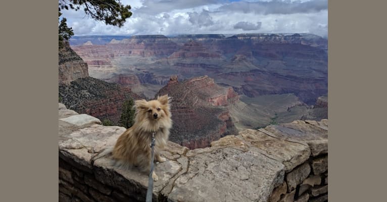 Luther, a Pomeranian tested with EmbarkVet.com